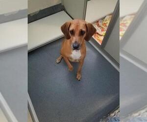 Labloodhound Dogs for adoption in Glen Allen, VA, USA