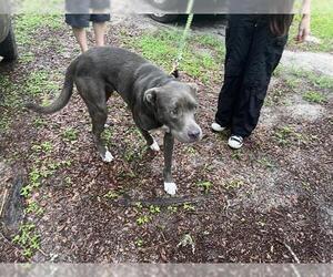 American Staffordshire Terrier-Unknown Mix Dogs for adoption in Ocala, FL, USA