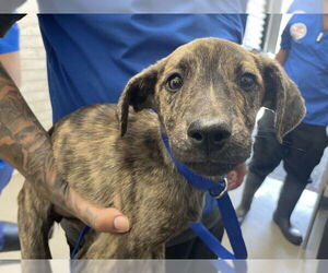 American Pit Bull Terrier-Labrador Retriever Mix Dogs for adoption in San Bernardino, CA, USA