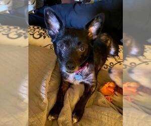 Chi-Corgi Dogs for adoption in Newcastle, OK, USA