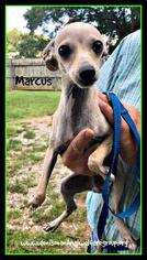 Italian Greyhuahua Dogs for adoption in Denison, TX, USA