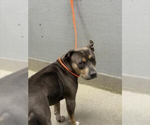 American Pit Bull Terrier-Unknown Mix Dogs for adoption in Las Vegas, NV, USA