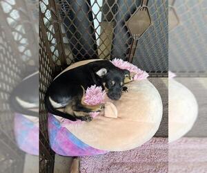 Labrador Retriever-Unknown Mix Dogs for adoption in Center Township, PA, USA