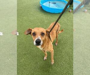 Labrador Retriever Dogs for adoption in Pasadena, TX, USA