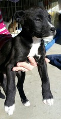 Borador Dogs for adoption in Pena Blanca, NM, USA