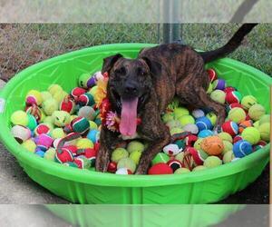 Plott Hound Dogs for adoption in Columbus, GA, USA