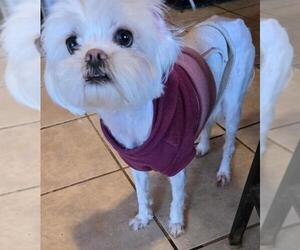 Maltese-Unknown Mix Dogs for adoption in San Antonio, TX, USA