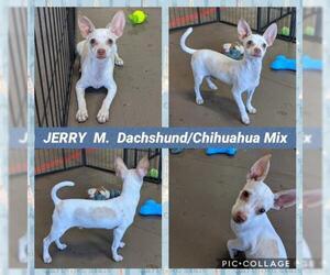 Chiweenie Dogs for adoption in Mesa, AZ, USA