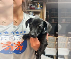 Chiweenie Dogs for adoption in Aurora, IN, USA