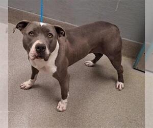 Mutt Dogs for adoption in Las Vegas, NV, USA