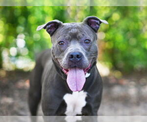 American Pit Bull Terrier Dogs for adoption in Tavares, FL, USA