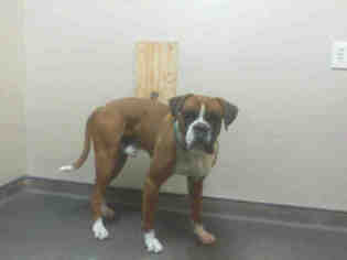 Boxer Dogs for adoption in Las Vegas, NV, USA