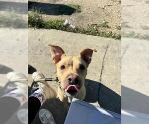 Labrador Retriever-Unknown Mix Dogs for adoption in San Antonio, TX, USA