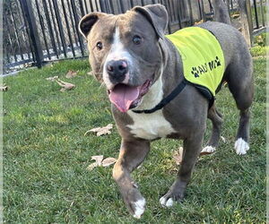 Mutt Dogs for adoption in Riverside, CA, USA