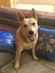 Mutt Dogs for adoption in Santa Rosa, CA, USA