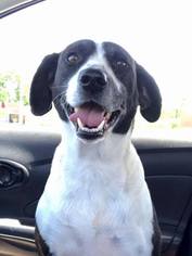 Lab-Pointer Dogs for adoption in Tuscaloosa, AL, USA