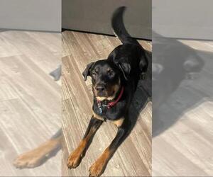 Rottweiler Dogs for adoption in San Antonio, TX, USA