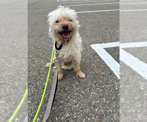 Care-Tzu Dogs for adoption in Vaughan, Ontario, Canada