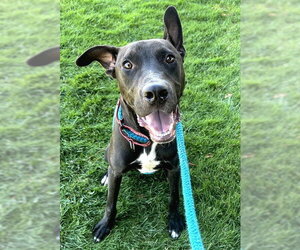 Great Dane-Unknown Mix Dogs for adoption in Sacramento, CA, USA