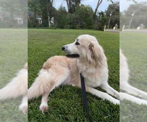 Great Pyrenees-Retriever  Mix Dogs for adoption in Longview, TX, USA