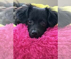 Chiranian Dogs for adoption in San Francisco, CA, USA