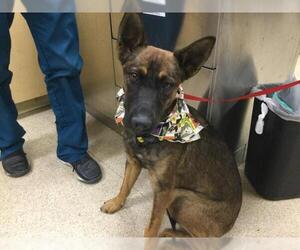German Shepherd Dog Dogs for adoption in Riverside, CA, USA