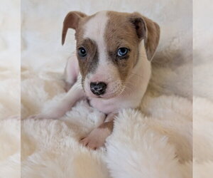 Mutt Dogs for adoption in Brooklyn Center, MN, USA