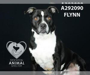 American Pit Bull Terrier Dogs for adoption in Stockton, CA, USA
