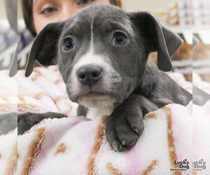 Labrador Retriever-Unknown Mix Dogs for adoption in Washington, DC, USA