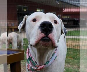American Staffordshire Terrier-Unknown Mix Dogs for adoption in San Antonio, TX, USA