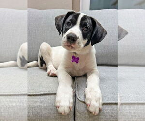 American Staffordshire Terrier-Unknown Mix Dogs for adoption in Corona, CA, USA