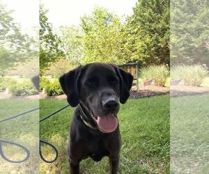 Eurasier-Labrador Retriever Mix Dogs for adoption in Front Royal, VA, USA