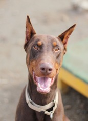 Doberman Pinscher Dogs for adoption in Fresno, CA, USA