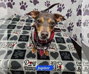 Chiweenie Dogs for adoption in Metairie, LA, USA