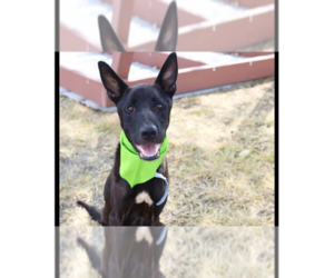 Mutt Dogs for adoption in Imlay City, MI, USA