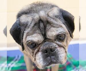 Pug Dogs for adoption in Kennesaw, GA, USA