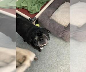 Pug Dogs for adoption in Forestville, MD, USA