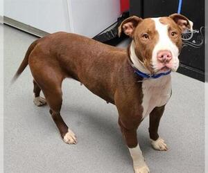 American Staffordshire Terrier Dogs for adoption in Upland, CA, USA