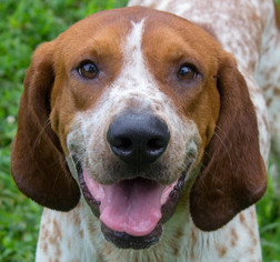 Redbone Coonhound Dogs for adoption in Sparta, TN, USA