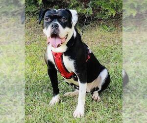 Bulldog Dogs for adoption in Social Circle, GA, USA