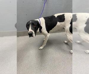 Great Dane-Unknown Mix Dogs for adoption in Las Vegas, NV, USA