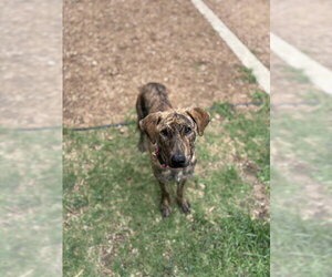 Plott Hound-Unknown Mix Dogs for adoption in Plano, TX, USA