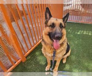 German Shepherd Dog-Unknown Mix Dogs for adoption in Las Vegas, NV, USA