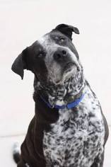 Borador Dogs for adoption in Apache Junction, AZ, USA