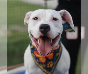 Boxer Dogs for adoption in San Antonio, TX, USA