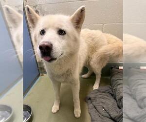 Siberian Husky Dogs for adoption in Peoria, IL, USA