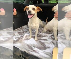 Jack-A-Ranian Dogs for adoption in Arlington, WA, USA