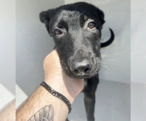 German Shepherd Dog-Unknown Mix Dogs for adoption in Houston, TX, USA