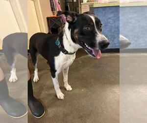 Mutt Dogs for adoption in Rockwall, TX, USA