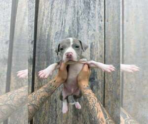 American Pit Bull Terrier-American Staffordshire Terrier Mix Dogs for adoption in Frankenmuth, MI, USA
